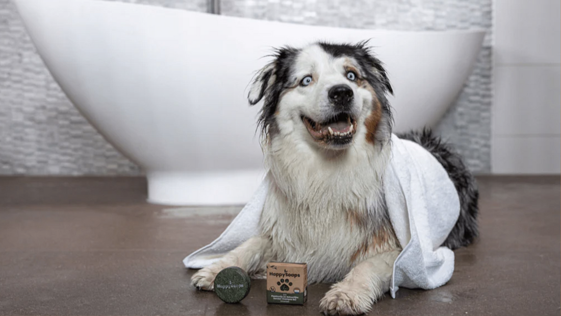 Därför bör du byta till Dog Shampoo Bars