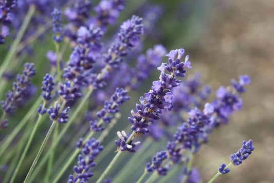 Naturlig avkoppling: Upptäck fördelarna med lavendel i hudvård